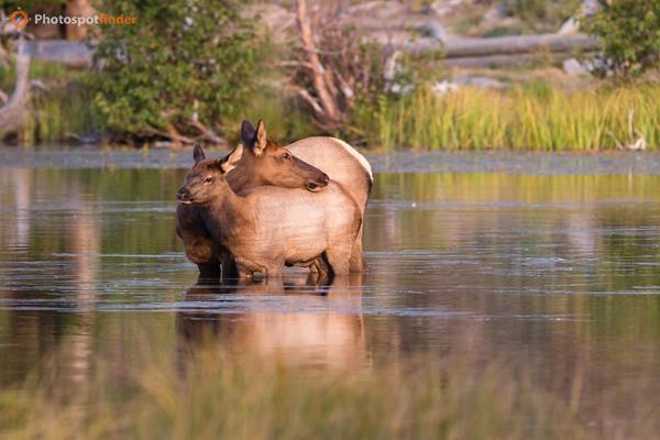 Best Wildlife Photography Spots in Rocky Mountain National Park, Colorado