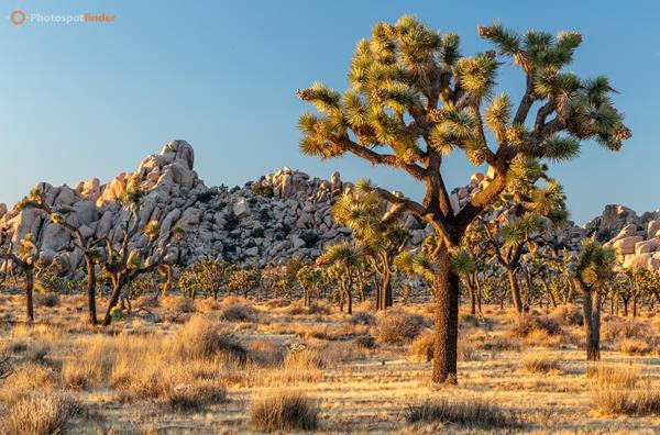 Best Landscape Photography Spots in Joshua Tree National Park, California