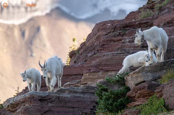 Best Wildlife Photography Spots in Glacier National Park, Montana