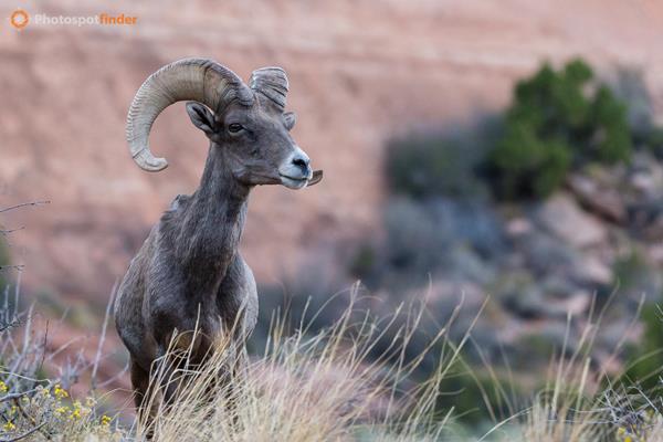 Best Wildlife Photography Spots in Colorado National Monument