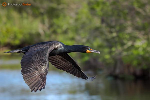 Best Wildlife Photography Spots in Southern Florida