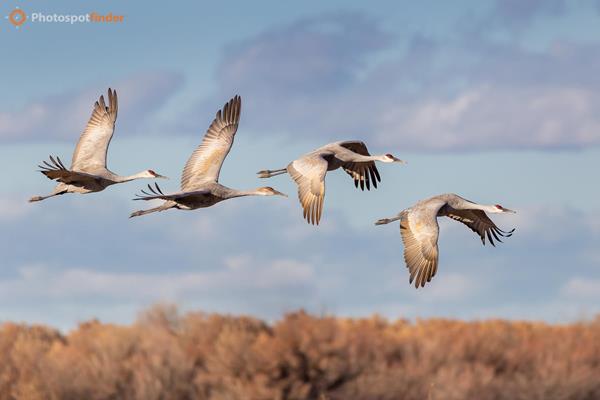 Best Wildlife Photography Spots in Bosque del Apache, New Mexico