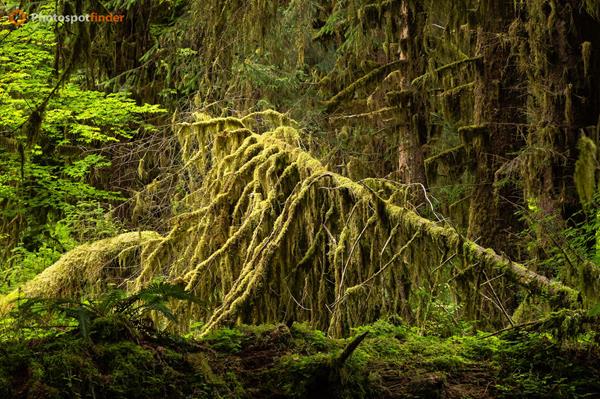 Best Landscape Photography Spots in Olympic National Park